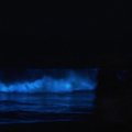 Kalifornijos gyventojai rinkosi stebėti įspūdingo bioliuminescencijos reginio