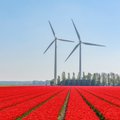 Ekspertas apie rizika atsinaujinačioje energetikoje: pasikeitus reglamentavimui, niekas pinigų į vėjo jėgaines jūroje nebekiša
