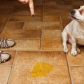 Kaip išmokyti šuniuką atlikti gamtinius reikalus namuose?