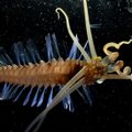 Mokslininkai: giliai po vandenynų dugnu esama kitokios gyvybės