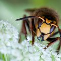 Santariškių klinikose pradėta taikyti imunoterapija su bičių, širšių ir vapsvų nuodais