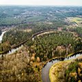 Klimato kaita keičia Lietuvos mišką: žiemą dygsta grybai, bunda barsukai, atklysta šakalai