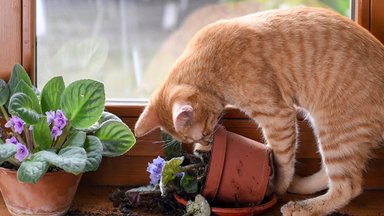 7 būdai, kaip apsaugoti kambarinius augalus nuo kačių: siūlo panaudoti ir vienkartinius indus