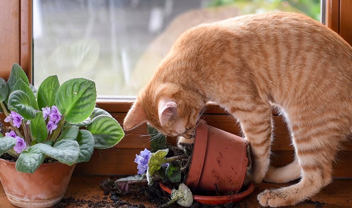 Kaip apsaugoti kambarinius augalus nuo kačių?