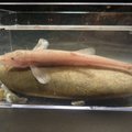 Atrasta pirmoji Europoje urvų žuvis