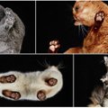 Neįprastos lietuvio kačių nuotraukos stebina pasaulį