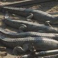 Nepale auginami nykstantys gavialų krokodilai