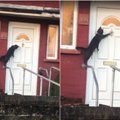 Nufilmavo itin mandagią katę: į namus prašosi pasibelsdama