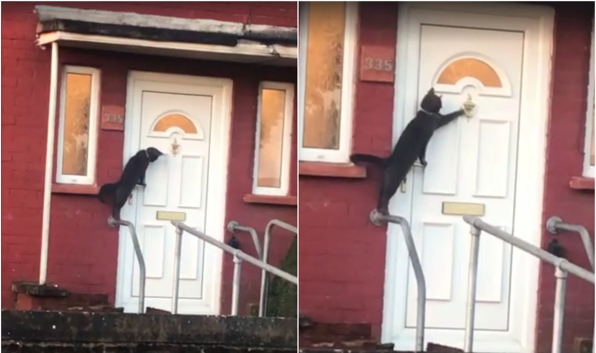Mandagi katė beldžiasi į duris