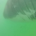 Šalia Masačusetso krantų nufilmuotas didysis baltasis ryklys
