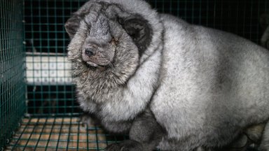 Šokiruojantis tyrimas Suomijoje: nutukinti gyvūnai pūliuojančiomis akimis ir galūnėmis