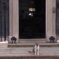 Paskelbus naująją Didžiosios Britanijos ministrę pirmininkę, Dauningo gatvėje pasirodė katinas Larry