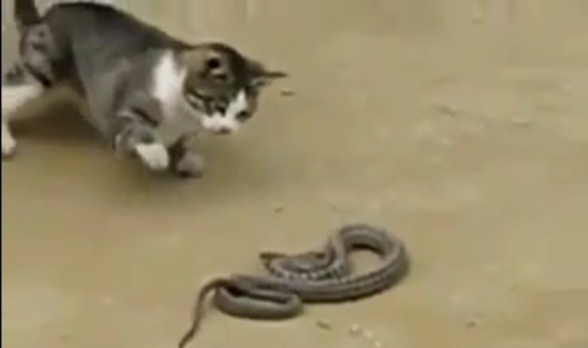Katės ir gyvatės kova