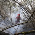 Iš medžio, kuriame gyveno ilgiau nei metus, ekologę išvijo gaisras