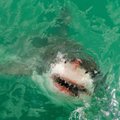 Saugomi rykliai siautėja – Australija norėtų jų nebesaugoti