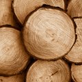 Siekiama, kad žaliavinė mediena pirmiausia pasiektų esančius Lietuvoje