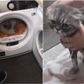 Plinta žiaurūs vaizdai iš gyvūnų kirpyklos: išmaudytas kates džiovina skalbinių džiovyklėse