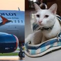 Nelegali storo katino kelionė užrūstino Rusijos oro linijas