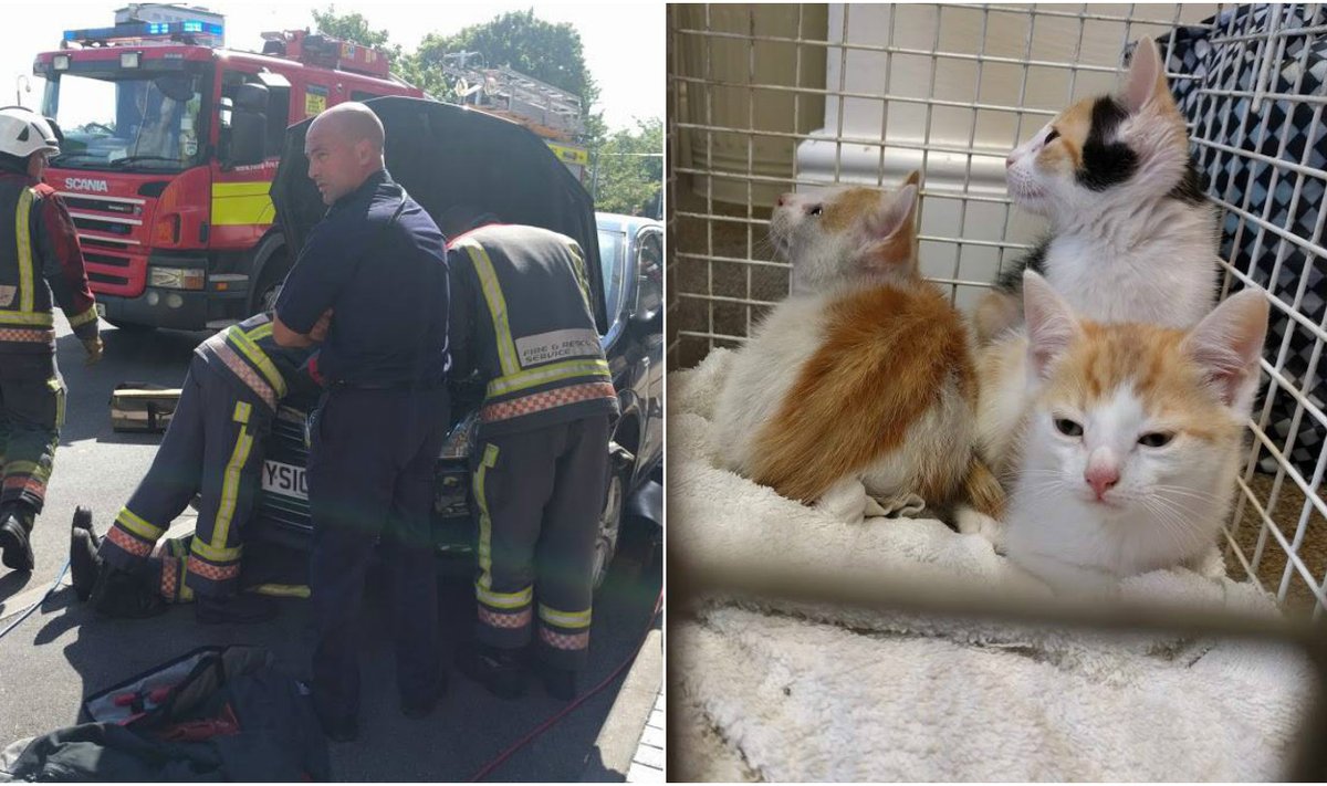 Katėms išgelbėti prireikė ugniagesių pagalbos