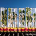 Ligoms ir kenkėjams atsparesni augalai - yra būdų apsieiti ir be GMO