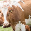 Perdirbėjai:nepaisant pieno supirkimo kainos sumažėjimo, stambieji ūkiai išlaiko europinį vidurkį