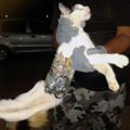 Brazilijoje kaliniai išdresavo katę, kad ji padėtų jiems pabėgti