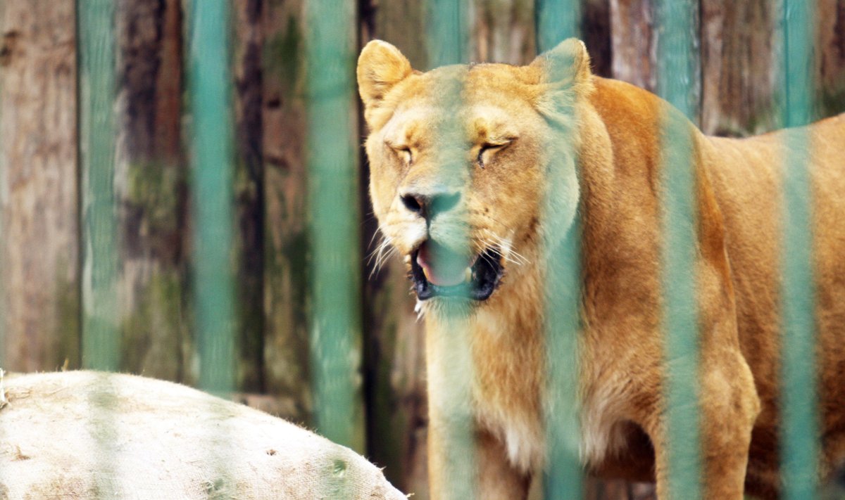 Kauno zoologijos sodo liūtė Molė