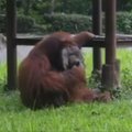 Indonezijos zoologijos sode nufilmuotas cigaretes traukiantis orangutanas
