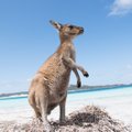 Vasaros pasispardymas – Australijoje svečių namai iš smėlio