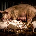 Gali būti atšaukta ekstremali situacija dėl kiaulių maro