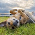 Aktualu šunų šeimininkams: svarbiausi įstatymai, kuriuos turite žinoti