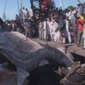 Milžiniškas negyvas ryklys aukcione Pakistane parduotas už 14 tūkst. eurų