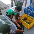 Galapagų oro uoste lagamine radus 185 vėžlių jauniklius sulaikytas policininkas