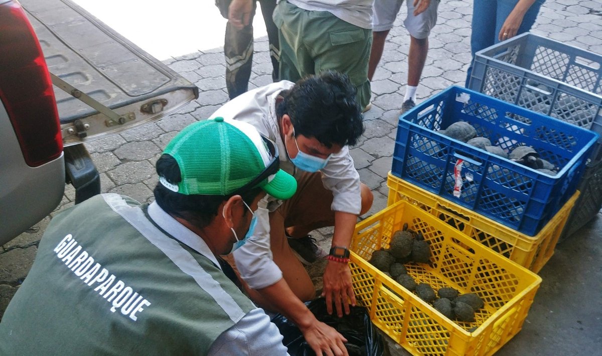 Galapagų oro uoste lagamine radus 185 vėžlių jauniklius sulaikytas policininkas