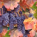 Vynuogynų keliais po rudenėjančią Burgundiją