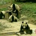 Iš žemės drėbėjimo nuniokoto rezervato Kinijoje perkeltos dar 6 pandos