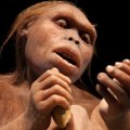 Mokslininkai sudarinėja žmonijos genealoginį medį: atrasti nauji giminystės ryšiai su prieš 2 mln. metų gyvenusiais protėviais – kas jie?