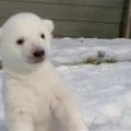 Mielos akimirkos: poliarinis lokiukas pirmą kartą pamatė sniegą