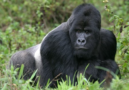 Gorila Ruandoje