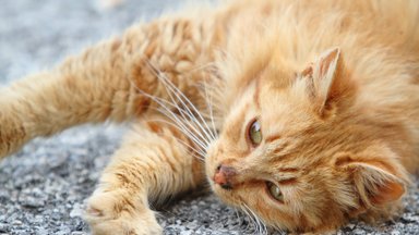 Kaip gelbėti katę nuo prarytų plaukų gumulų