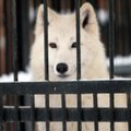 Šiauriniai elniai ir arktiniai vilkai zoologijos sode pasijuto bjauriai