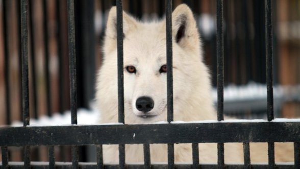 Šiauriniai elniai ir arktiniai vilkai zoologijos sode pasijuto bjauriai