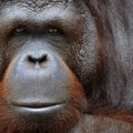 Sumatros orangutanai vilkina lytinę brandą