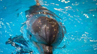 Vaikams su specialiaisiais poreikiais „Maximos“ pirkėjai įteikė dovaną – delfinų terapiją