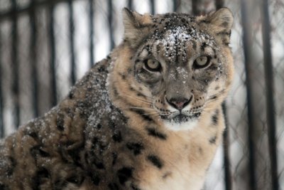 Lietuvos zoologijos sodo snieginis leopardas