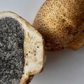 Skaitytojo klausimas: ar galite pasakyti, kas šis į bulvę panašus grybas?