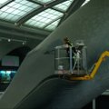 Niujorko muziejuje – milžiniško banginio modelio valymo darbai