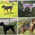 Parlamentarai atmetė pasiūlymą šunis pasmerkti dėl jų išvaizdos