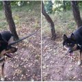Neapsakomas žiaurumas: šuniui nupjovė uodegą ir pririšo prie medžio