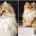 Fotogeniškiausia pasaulio katė: įspūdingo grožio nuotraukos
